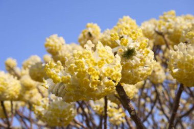 Edgeworthia chrysantha çiçek açmış çalılar
