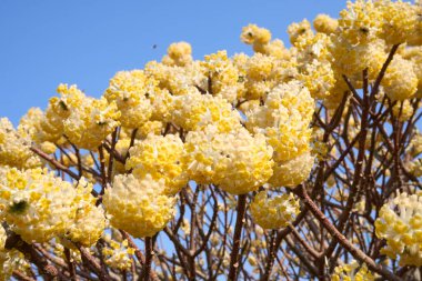 Edgeworthia chrysantha çiçek açmış çalılar