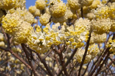 Edgeworthia chrysantha çiçek açmış çalılar