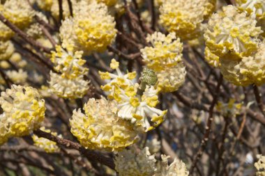 Edgeworthia chrysantha çiçek açmış çalılar