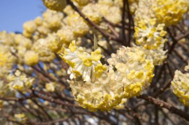 Edgeworthia chrysantha çiçek açmış çalılar