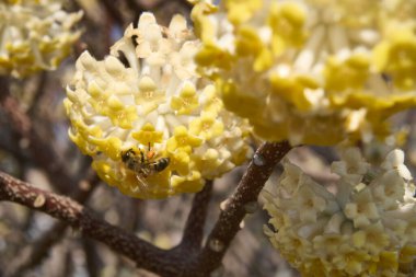 Edgeworthia chrysantha çiçek açmış çalılar