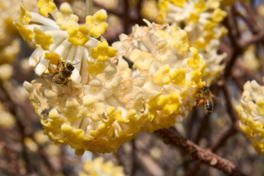 Edgeworthia chrysantha çiçek açmış çalılar