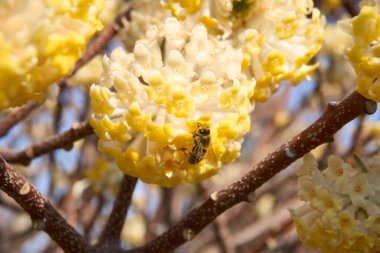 Edgeworthia chrysantha çiçek açmış çalılar