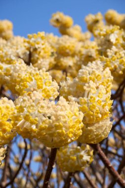 Edgeworthia chrysantha çiçek açmış çalılar