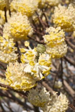 Edgeworthia chrysantha çiçek açmış çalılar