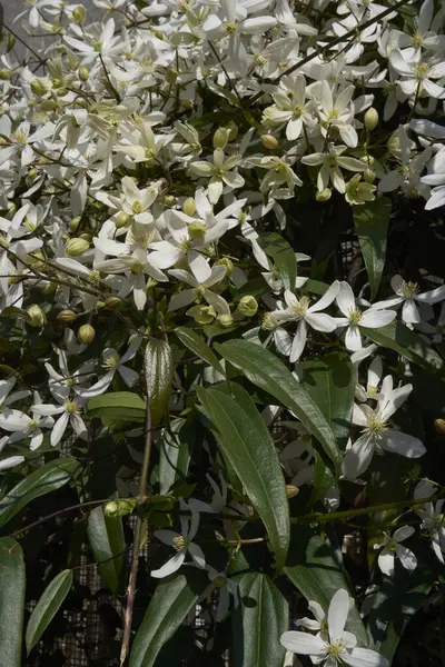 Clematis Armandii beyaz kokulu çiçek