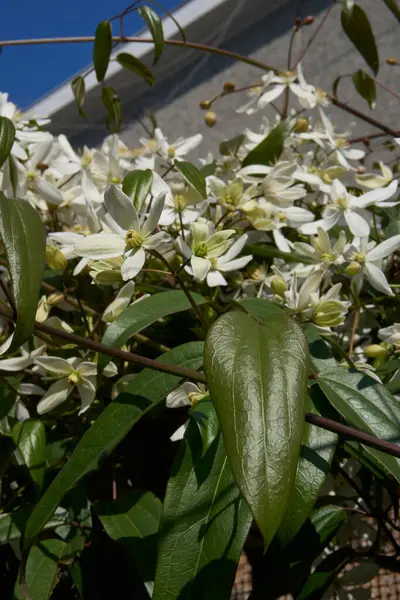 Clematis Armandii beyaz kokulu çiçek