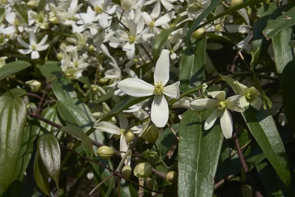 Clematis Armandii beyaz kokulu çiçek