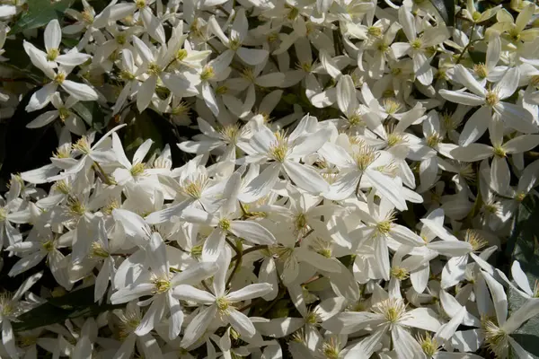 Clematis Armandii beyaz kokulu çiçek