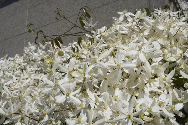Clematis Armandii beyaz kokulu çiçek