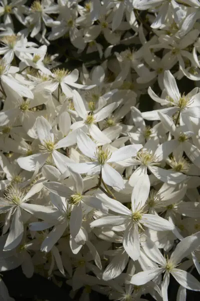 Clematis Armandii beyaz kokulu çiçek