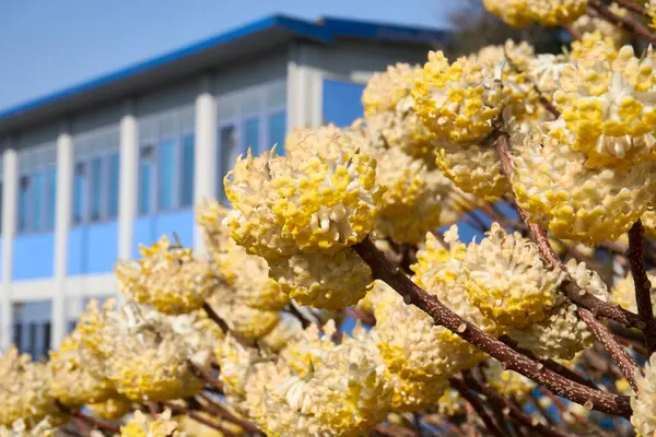 Edgeworthia chrysantha çiçek açmış çalılar