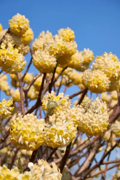 Edgeworthia chrysantha çiçek açmış çalılar