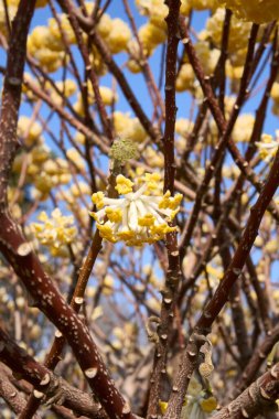 Edgeworthia chrysantha çiçek açmış çalılar