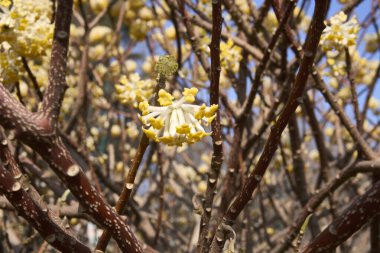 Edgeworthia chrysantha çiçek açmış çalılar