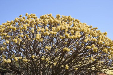 Edgeworthia chrysantha çiçek açmış çalılar