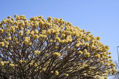Edgeworthia chrysantha çiçek açmış çalılar