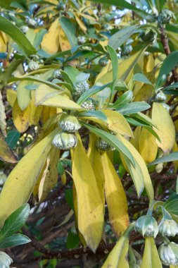 Edgeworthia Chrysantha şubesi. Yaklaş.