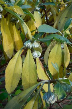 Edgeworthia Chrysantha şubesi. Yaklaş.