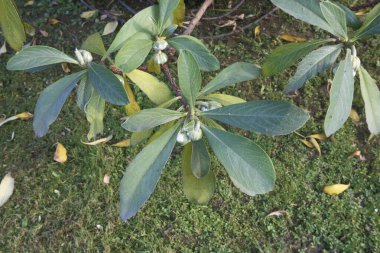 Edgeworthia Chrysantha şubesi. Yaklaş.