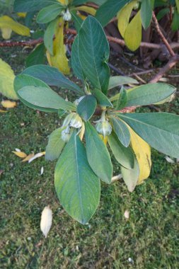 Edgeworthia Chrysantha şubesi. Yaklaş.