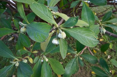 Edgeworthia Chrysantha şubesi. Yaklaş.