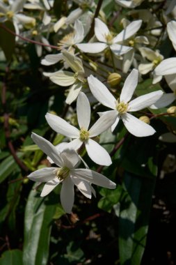 Clematis Armandii beyaz kokulu çiçek