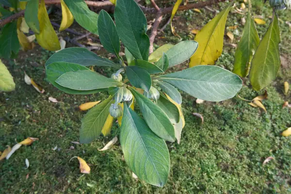 Edgeworthia Chrysantha şubesi. Yaklaş.