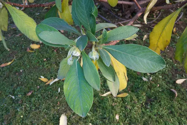 Edgeworthia Chrysantha şubesi. Yaklaş.