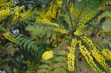 Her zaman yeşil Mahonia çalısı X medyası çiçek açtı