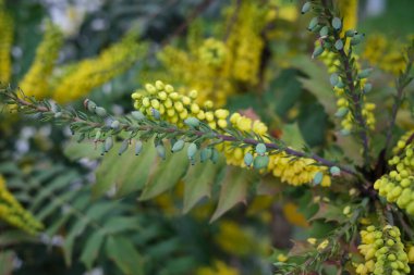 Her zaman yeşil Mahonia çalısı X medyası çiçek açtı