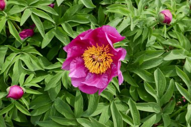 Paeonia memurları çiçek açtı.