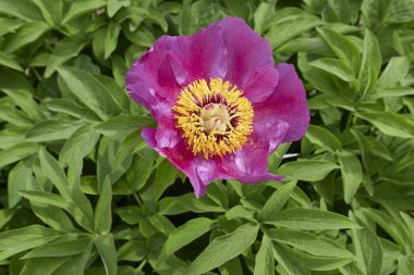 Paeonia memurları çiçek açtı.