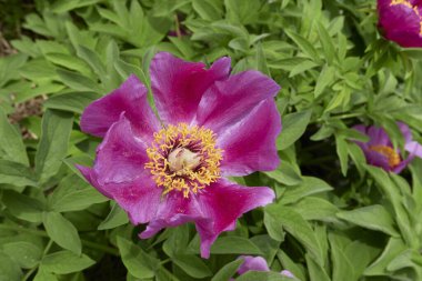 Paeonia memurları çiçek açtı.