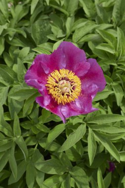 Paeonia memurları çiçek açtı.