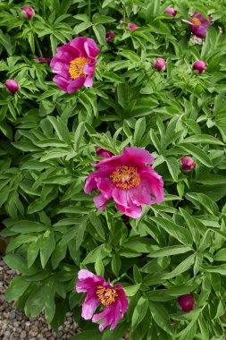 Paeonia memurları çiçek açtı.