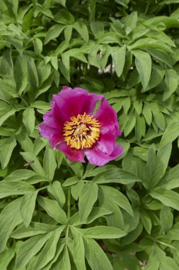 Paeonia memurları çiçek açtı.