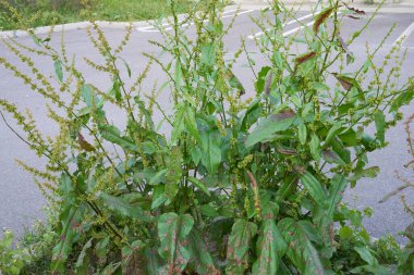 Rumex obtusifolius fabrikasını kapatın.