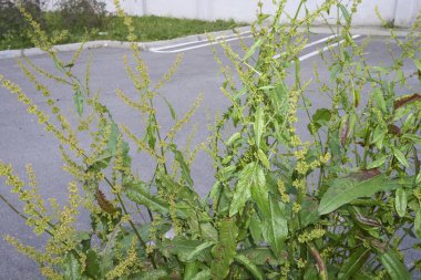 Rumex obtusifolius fabrikasını kapatın.