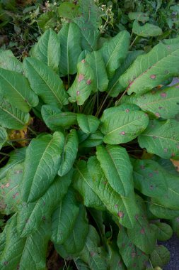 Rumex obtusifolius fabrikasını kapatın.