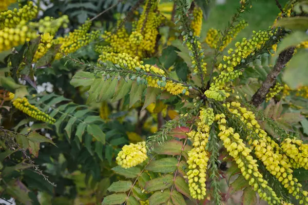 Her zaman yeşil Mahonia çalısı X medyası çiçek açtı