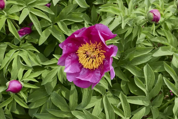 Paeonia memurları çiçek açtı.