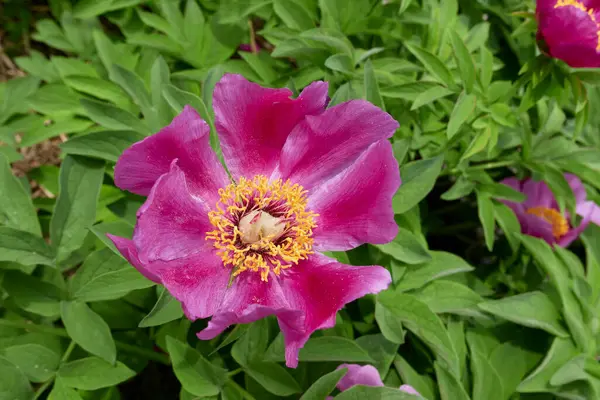 Paeonia memurları çiçek açtı.