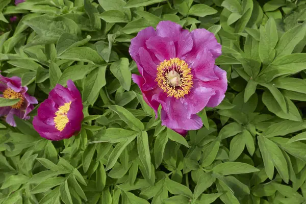 Paeonia memurları çiçek açtı.