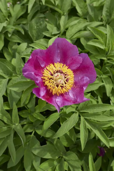 Paeonia memurları çiçek açtı.