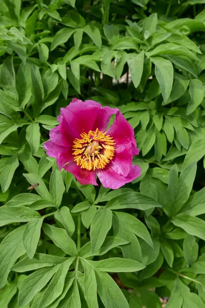 Paeonia memurları çiçek açtı.