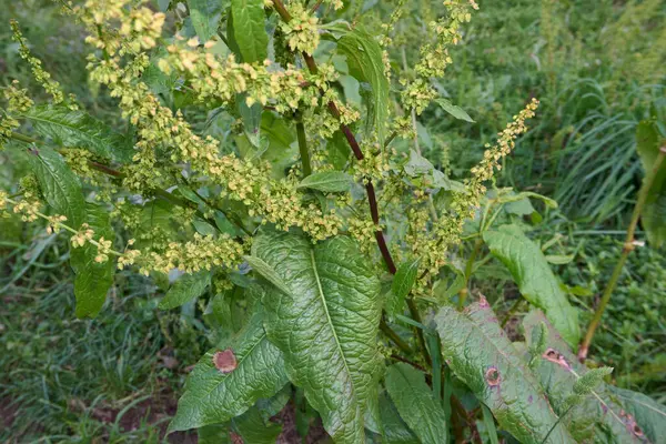 Rumex obtusifolius fabrikasını kapatın.