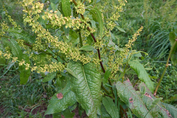 Rumex obtusifolius plant close up