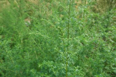 Artemisia annua fabrikasını kapatın.